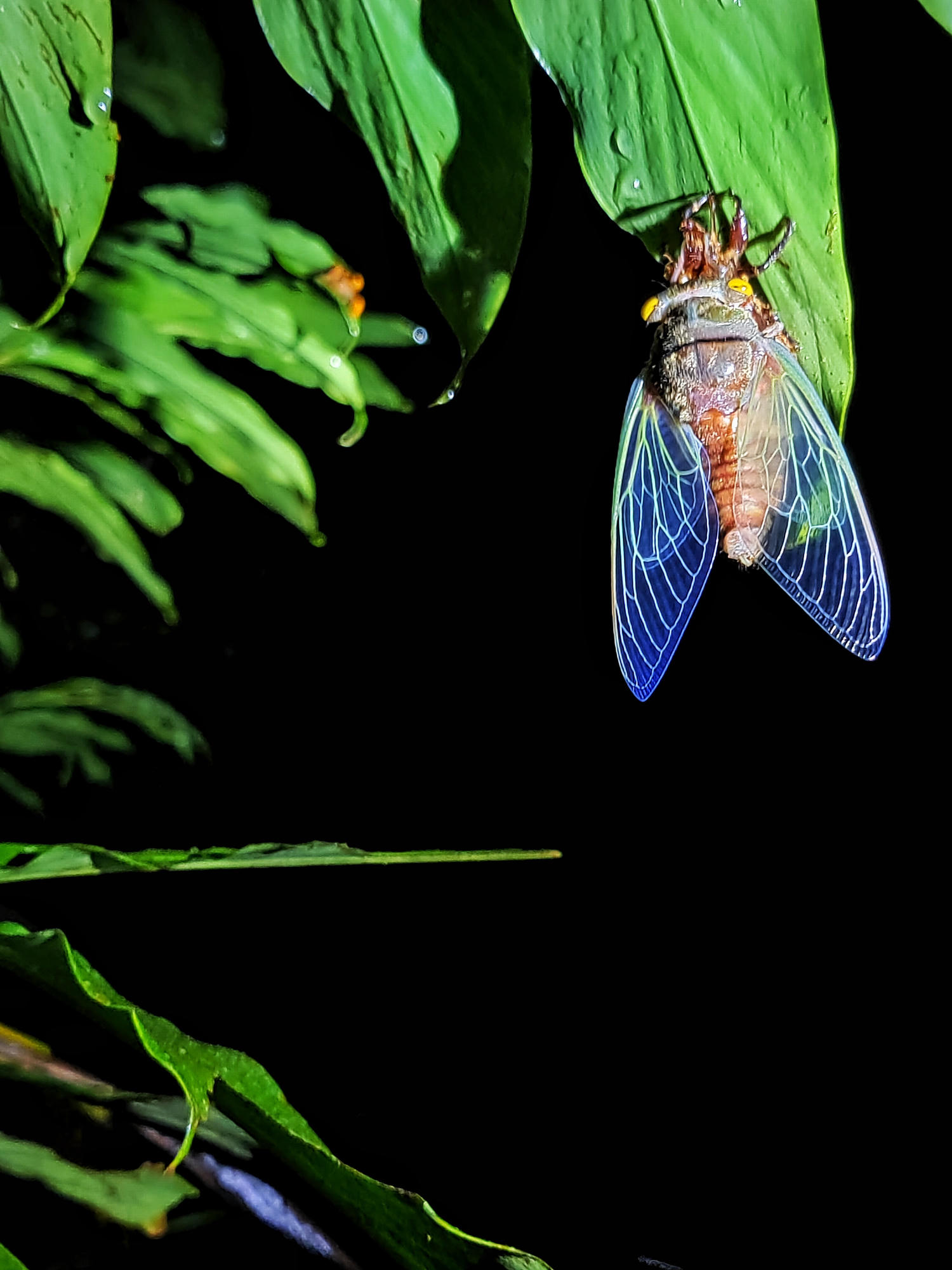 Blue-winged cicada in Costa Rica